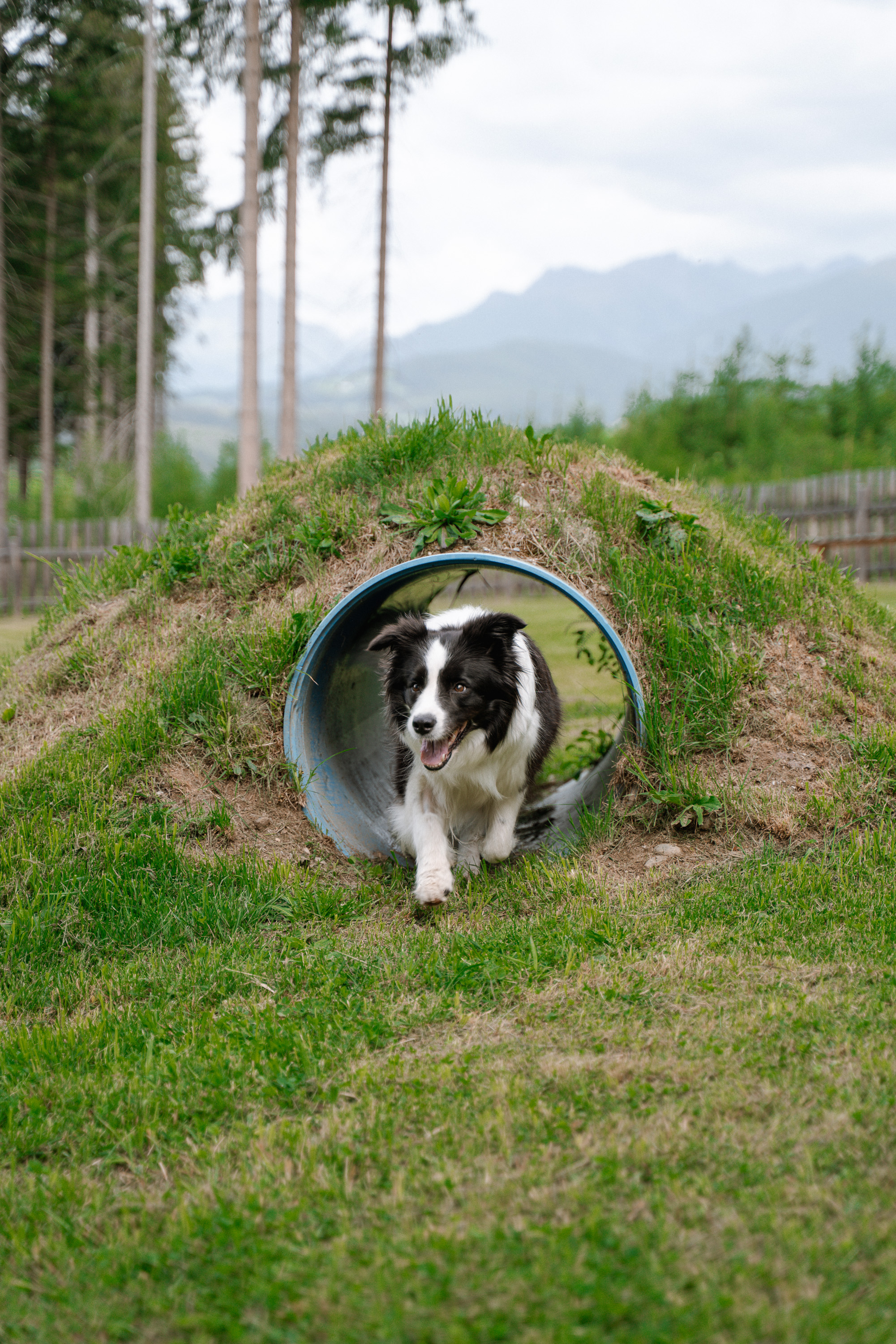 Hunde-Agility-Park